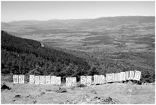 Un bosque no es un cultivo