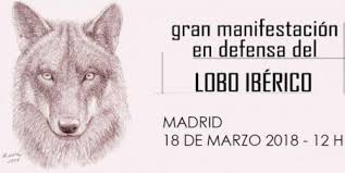 gran mani en defensa del lobo iberico